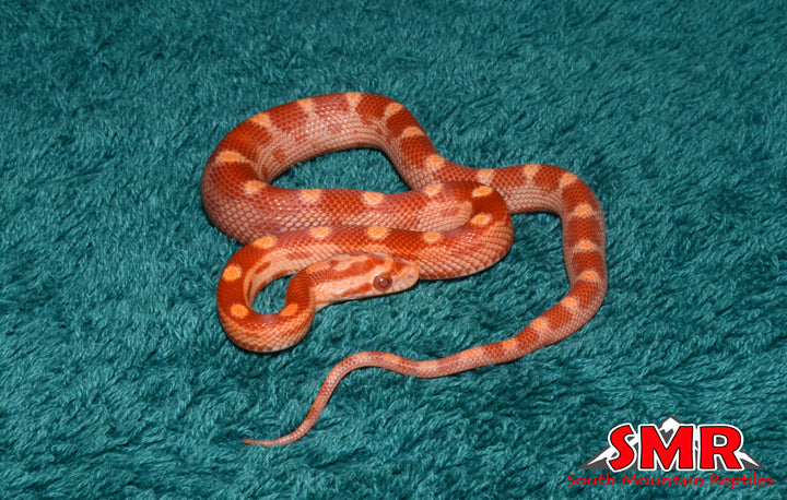 Sunglow Motley 11" Male for sale by South Mountain Reptiles