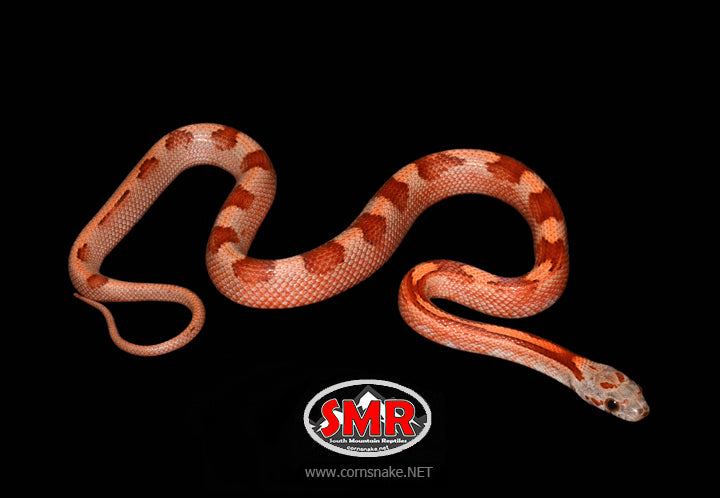 14" male Bloodred Motley for sale by South Mountain Reptiles