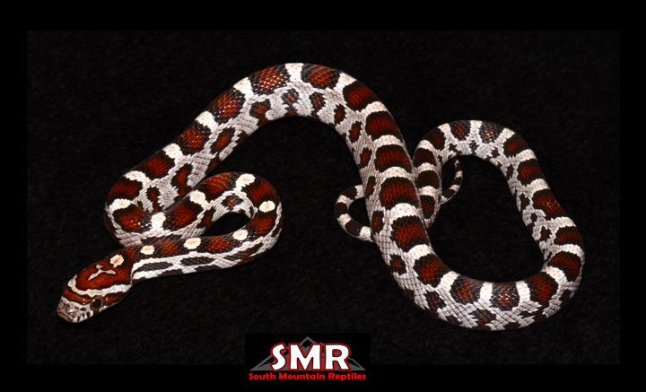 Miami Okeetee 13" Female for sale by South Mountain Reptiles
