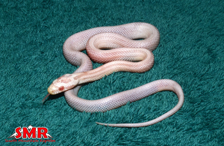 Striped Coral Snow 13" Female for sale by South Mountain Reptiles