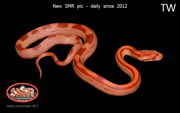 Amel Red Factor Motley 13" Male for sale by South Mountain Reptiles
