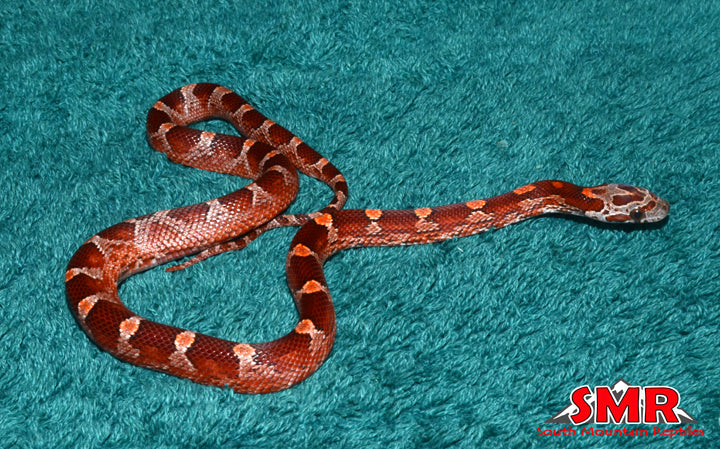 Bloodred 13" Female for sale by South Mountain Reptiles