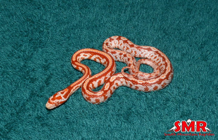 Amel Tessera 12" Female for sale by South Mountain Reptiles