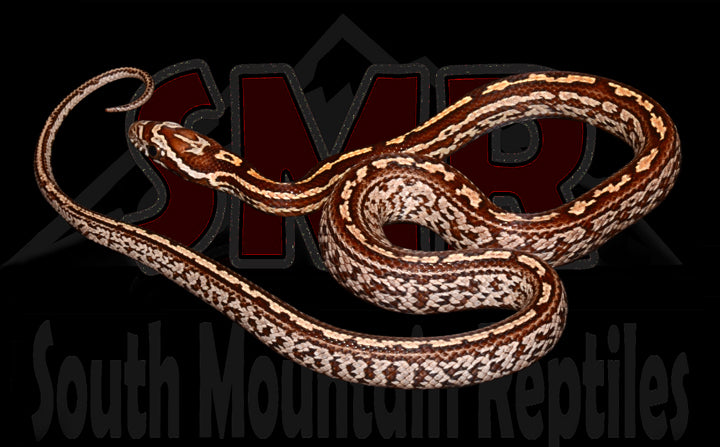 Tessera 14" Male for sale by South Mountain Reptiles