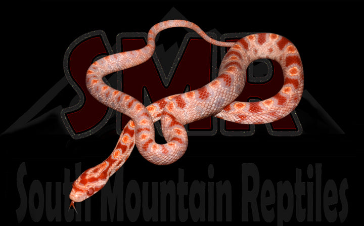 Fluorescent Amel 12" Male for sale by South Mountain Reptiles