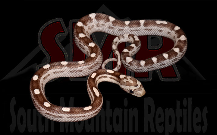 Anery Hurricane Motley 13" Male for sale by South Mountain Reptiles