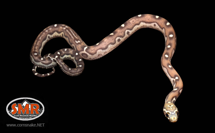 12" female Scaleless Cornsnake for sale by South Mountain Reptiles