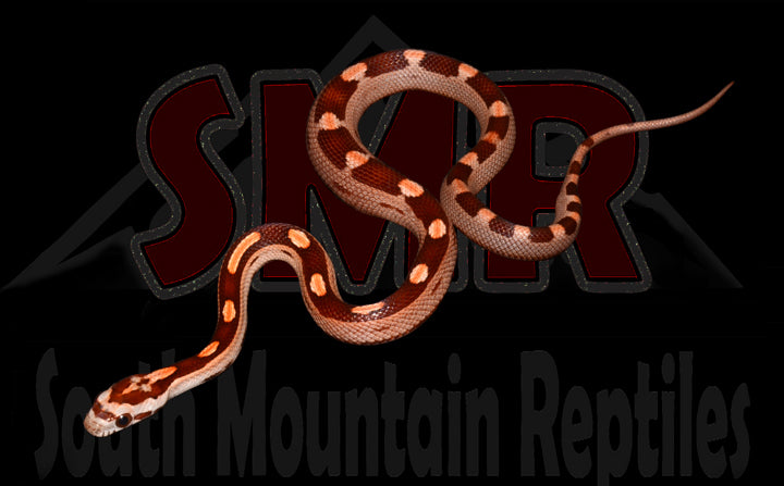 Motley 12" Female for sale by South Mountain Reptiles