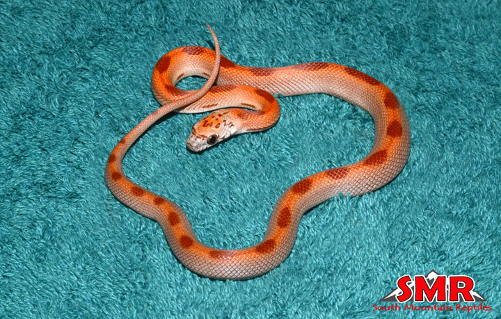 Striped Sunkissed Hypo 12" Female for sale by South Mountain Reptiles