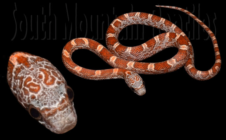 Sunkissed 12" Male for sale by South Mountain Reptiles