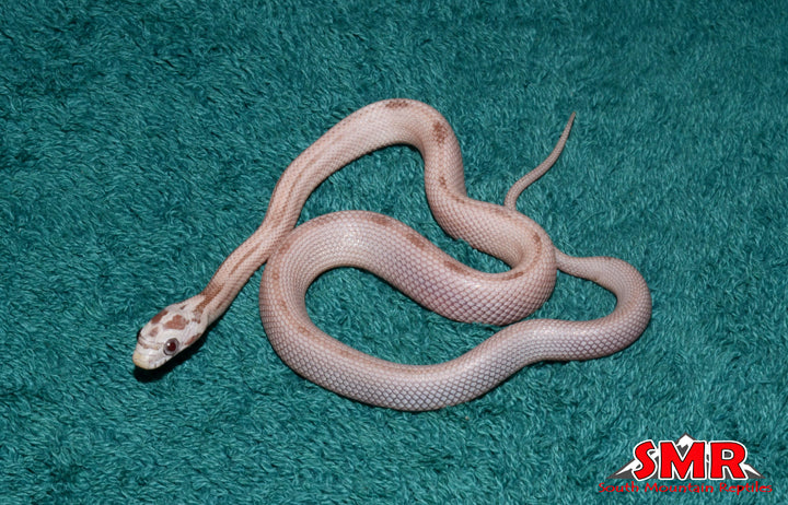 Striped Coral Ghost 12" Female for sale by South Mountain Reptiles