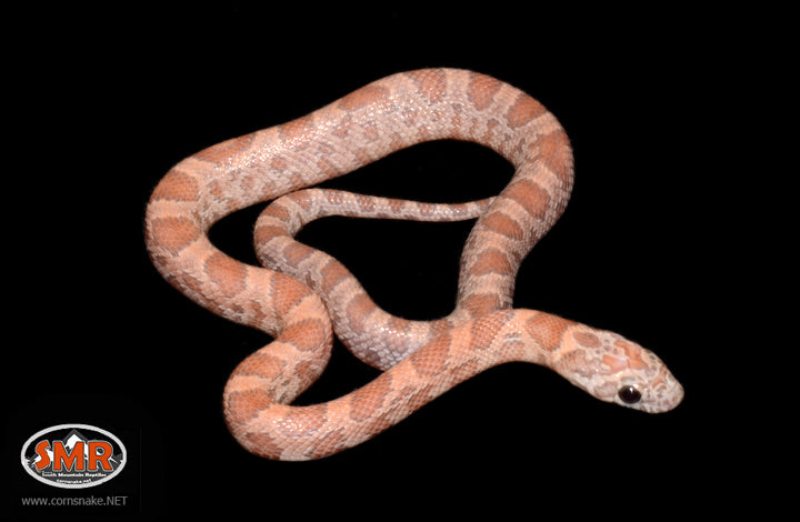 12" Female Orchid Cornsnake for sale by South Mountain Reptiles