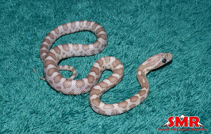 Ultramel Charcoal 12" Male for sale by South Mountain Reptiles