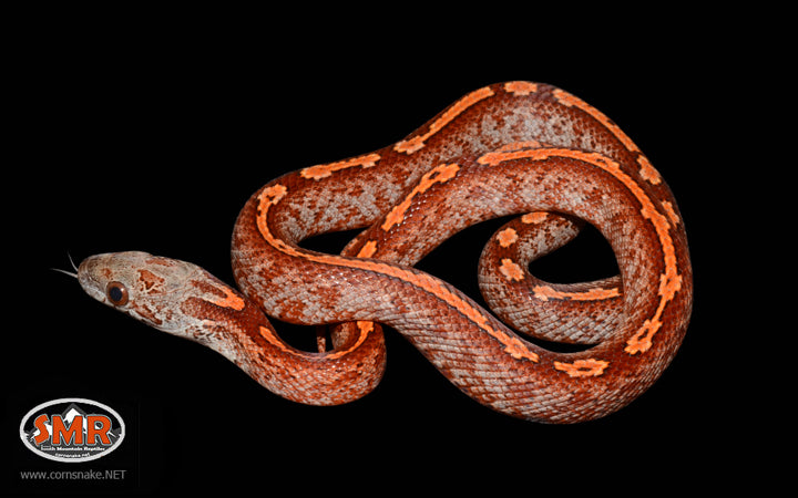 12" male Bloodred Tessera for sale by South Mountain Reptiles
