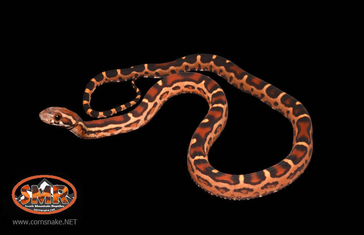 13" Male Scaleless Okeetee for sale by South Mountain Reptiles