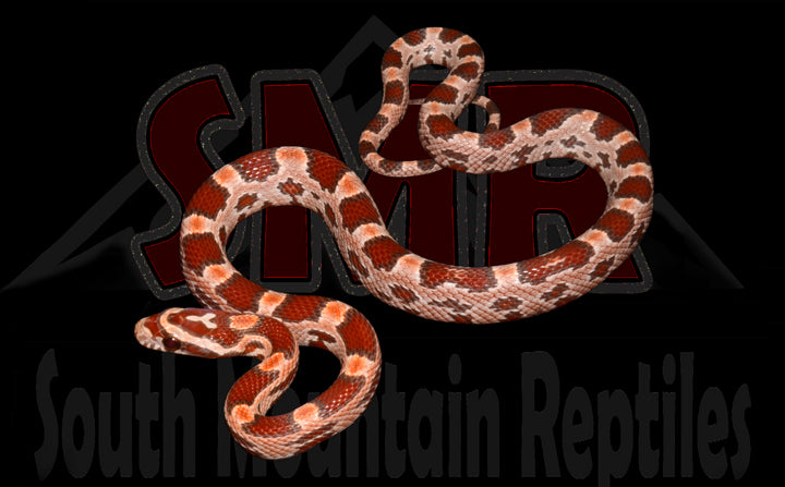 Ultramel Okeetee 13" Female for sale by South Mountain Reptiles