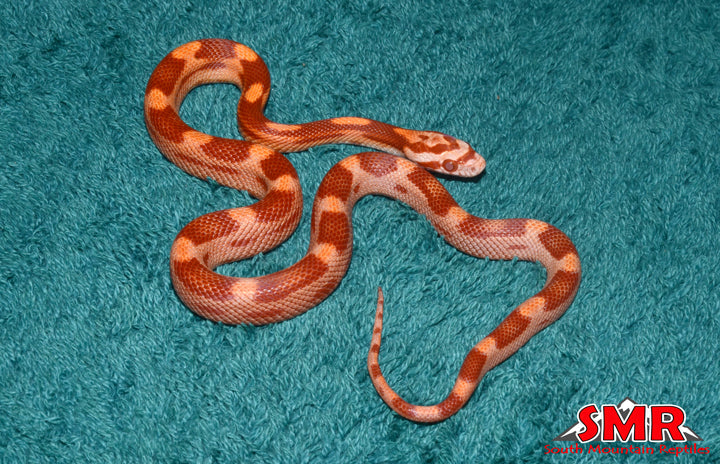 Sunglow Motley 13" Female for sale by South Mountain Reptiles