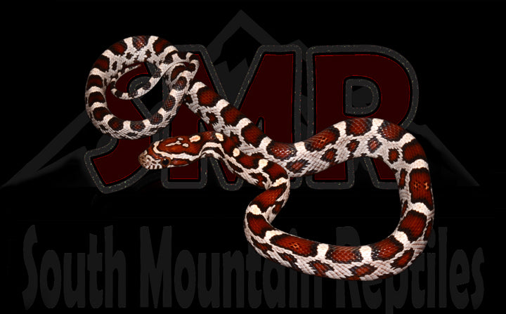 Extreme Miami Okeetee 12" Female for sale by South Mountain Reptiles