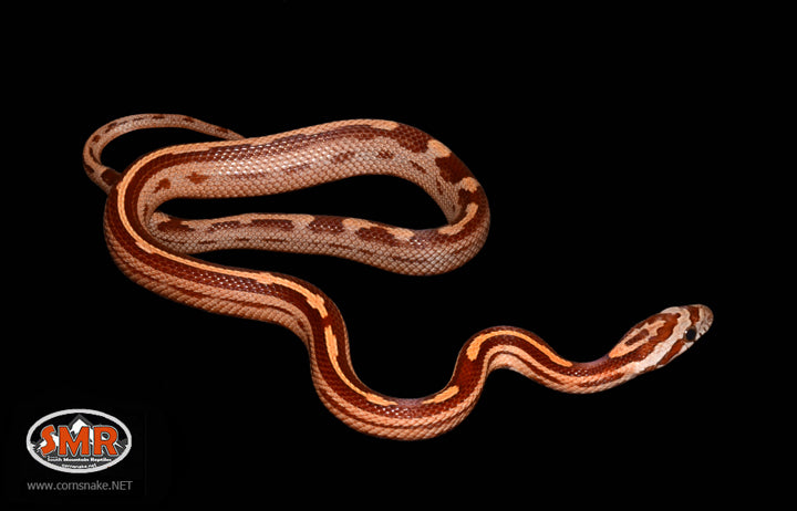 13" Male Motley for sale by South Mountain Reptiles