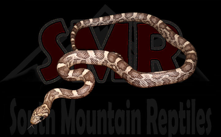 Sunkissed Anery 13" Female for sale by South Mountain Reptiles