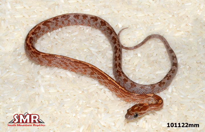 Boot Key Cornsnake 14" Female for sale by South Mountain Reptiles