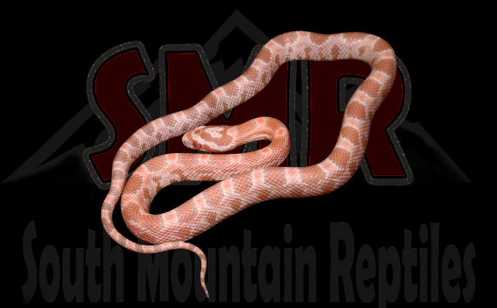 Coral Snow 13" Male for sale by South Mountain Reptiles