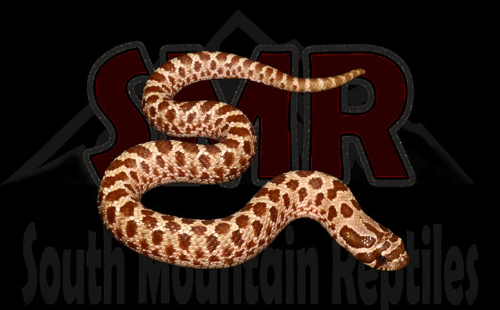 Western Hognose 8" Male for sale by South Mountain Reptiles