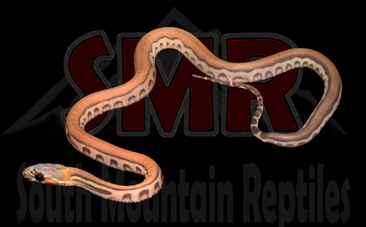 Scaleless Caramel 14" Female for sale by South Mountain Reptiles
