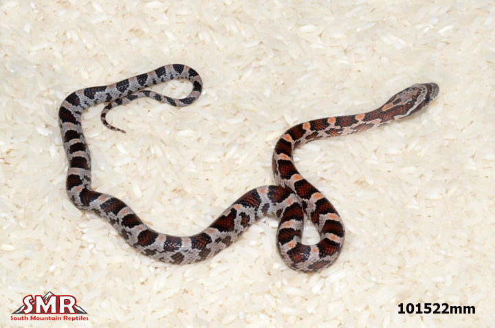 Extreme Okeetee 12" Male for sale by South Mountain Reptiles