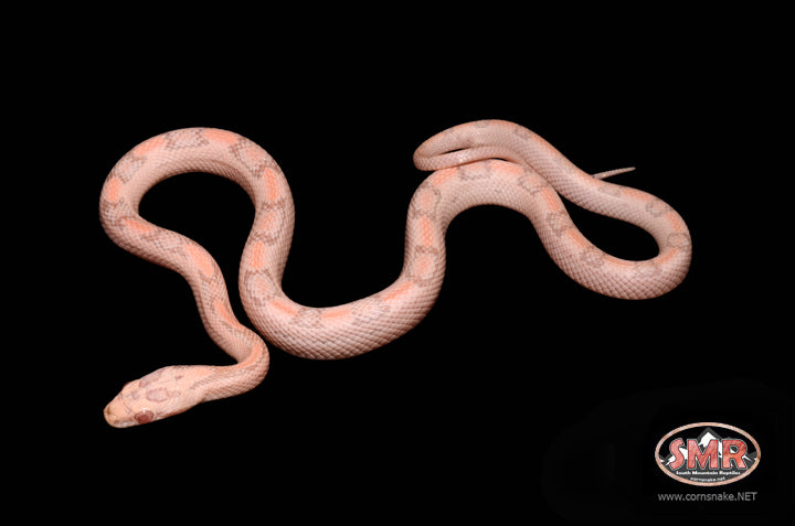 13" Male Striped Salmon Snow for sale by South Mountain Reptiles