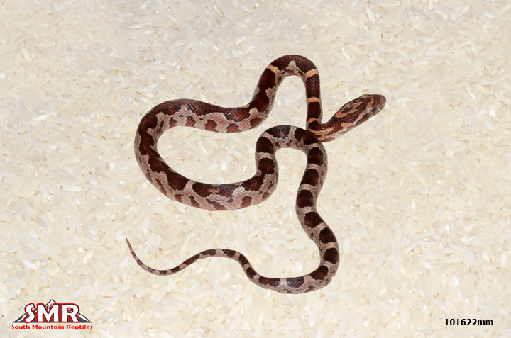 ZagTec corn 18" Male for sale by South Mountain Reptiles