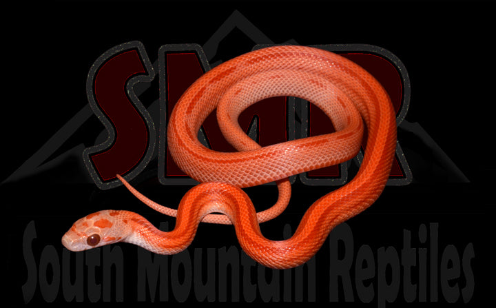 Striped Lava 12" Male for sale by South Mountain Reptiles