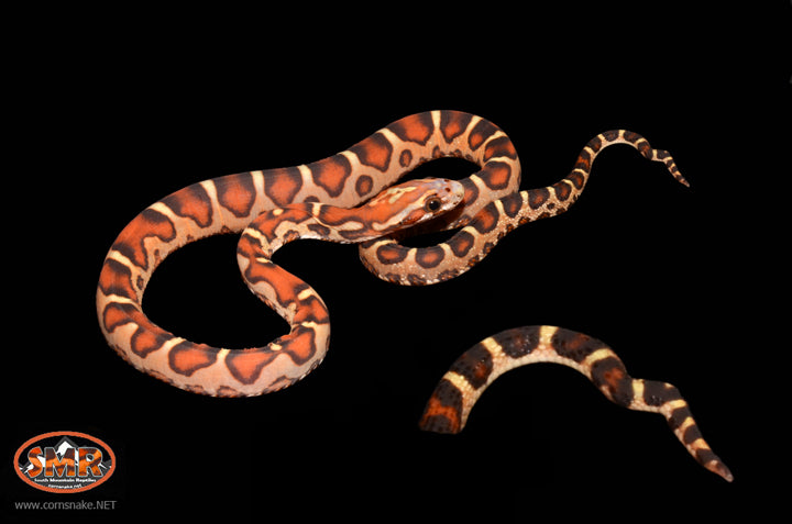 13" Female Scaleless Cornsnake for sale by South Mountain Reptiles