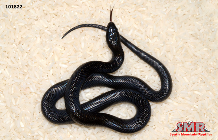 Mexican Black Kingsnake 17" Female for sale by South Mountain Reptiles