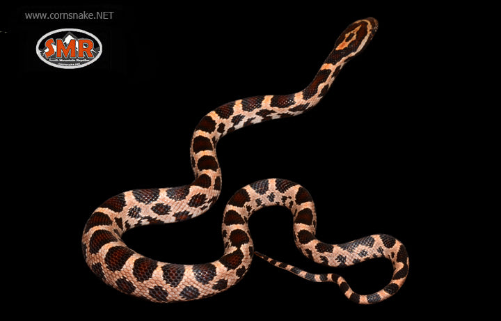 13" Female Extreme Okeetee for sale by South Mountain Reptiles