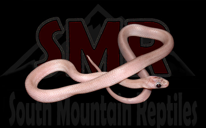 Charcoal Terrazzo 13" Male for sale by South Mountain Reptiles