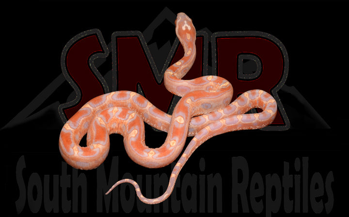 Scaleless Amel 16" Female for sale by South Mountain Reptiles