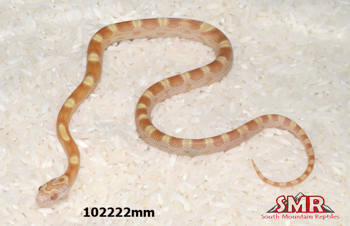 Saffron Motley 19" Male for sale by South Mountain Reptiles