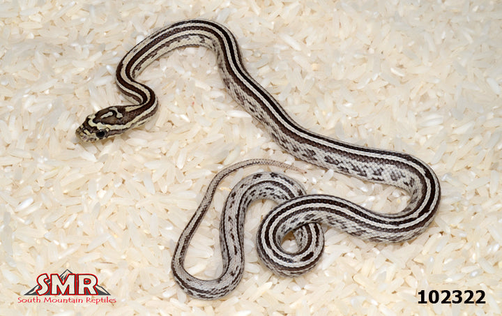 Weirdo Anery Tessera 14" male for sale by South Mountain Reptiles