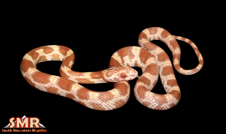 Saffron 12" Female for sale by South Mountain Reptiles