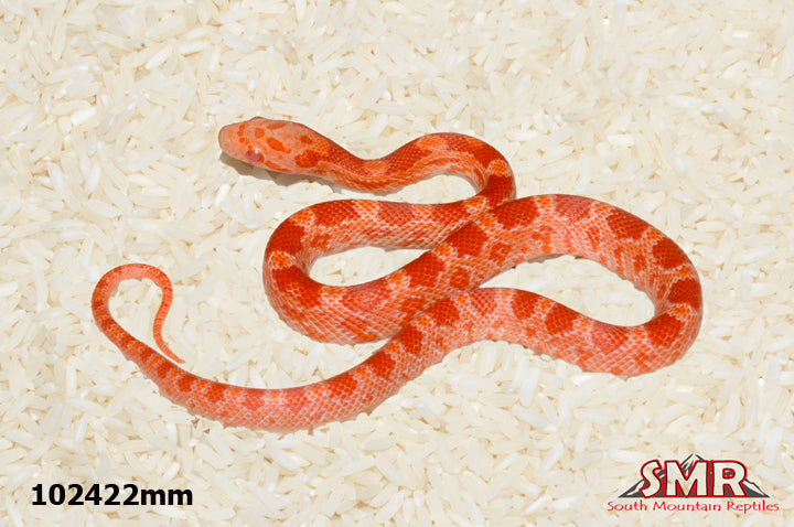 Amel Lava 12" Male for sale by South Mountain Reptiles