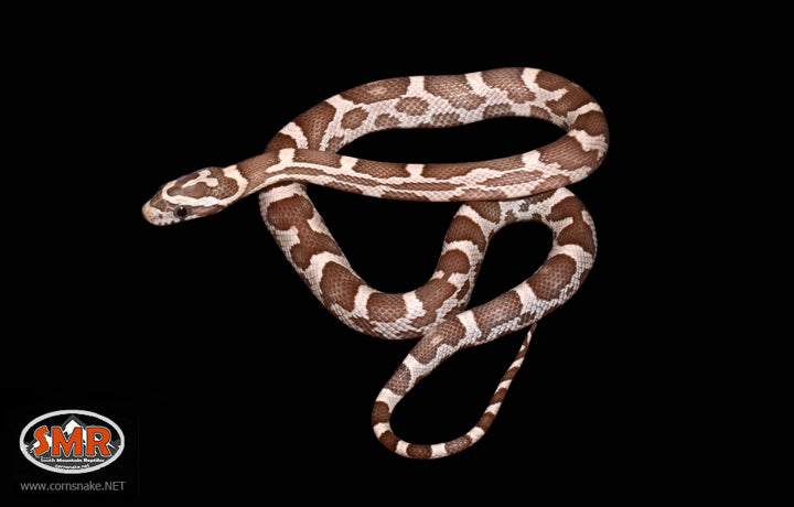 12" Female Coral Ghost for sale by South Mountain Reptiles