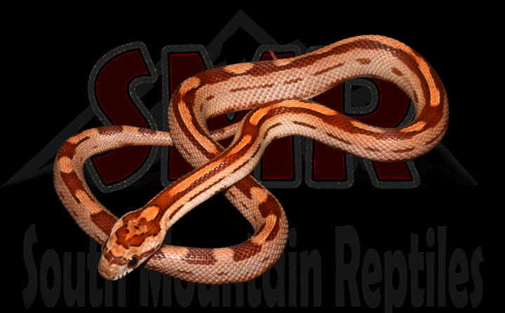 Motley 13" Female for sale by South Mountain Reptiles