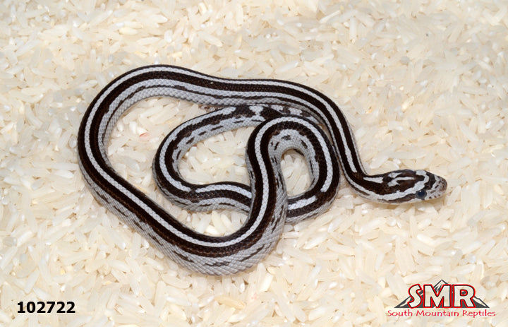 Anery Tessera Motley 14" Male for sale by South Mountain Reptiles