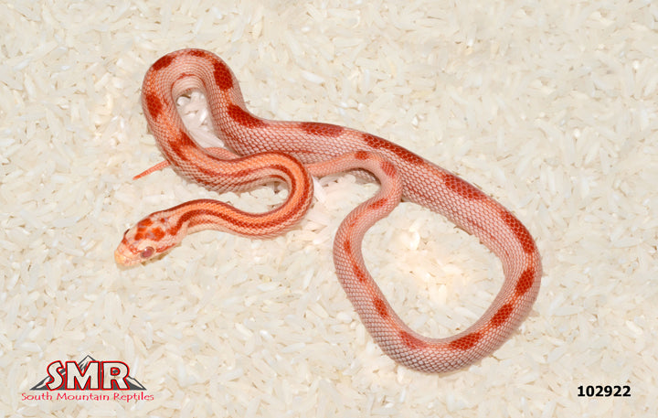 Striped Amel Red Factor Corn Snake 13" Male for sale by South Mountain Reptiles