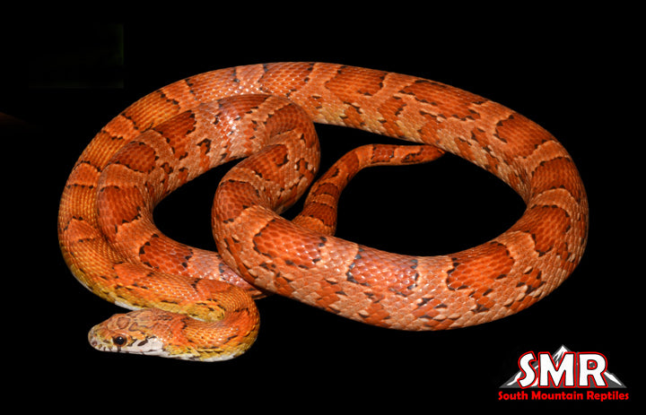 34" Female Sunkissed for sale by South Mountain Reptiles