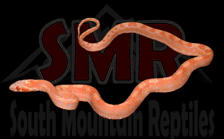 Scaleless Reverse Okeetee 14" Male for sale by South Mountain Reptiles