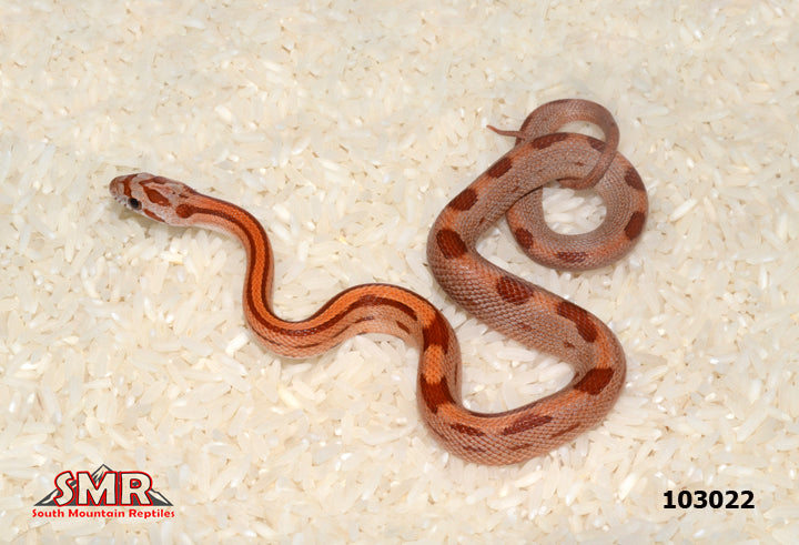 Striped Red Factor Corn Snake 13" Male for sale by South Mountain Reptiles