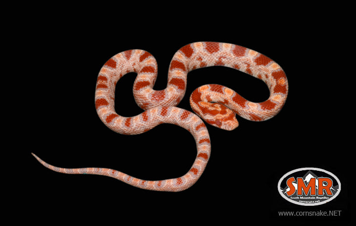 12" Male Reverse Okeetee for sale by South Mountain Reptiles