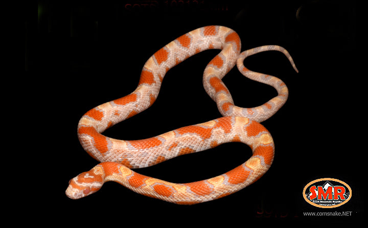 16" Male Buf Amel Okeetee for sale by South Mountain Reptiles